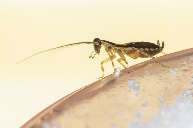 cockroach