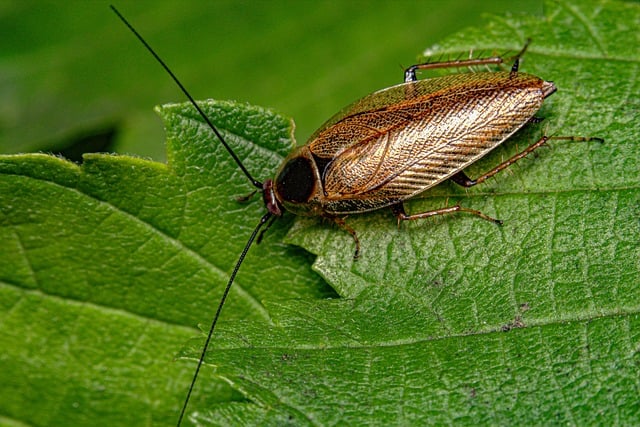 cockroach