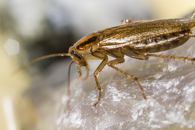 Taming Tucson’s Roaches: Expert Insights on Eradication and Prevention