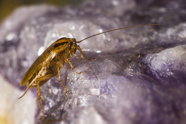 cockroach