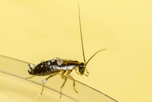 cockroach