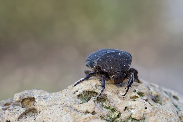 cockroach