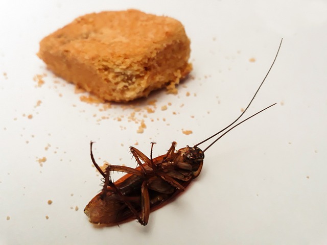 cockroach