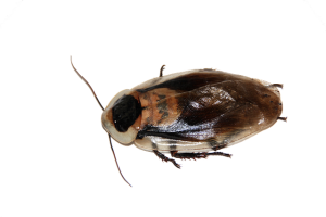 cockroach-640x480-72646931.png
