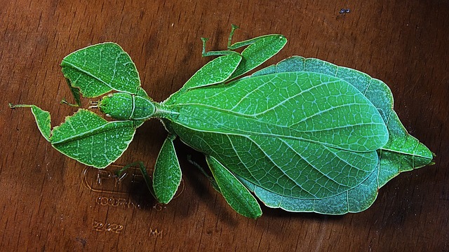 cockroach
