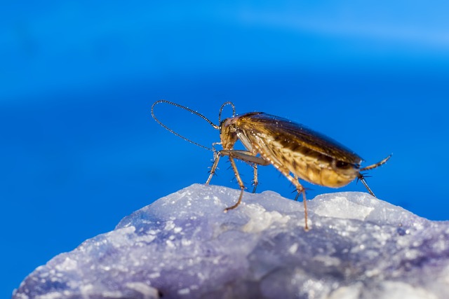 cockroach