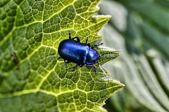 cockroach
