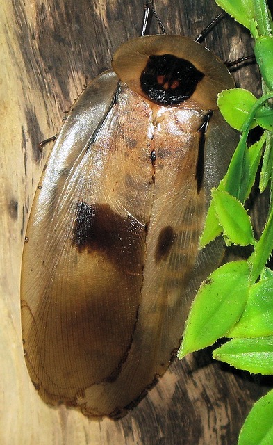 cockroach