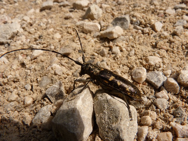 cockroach