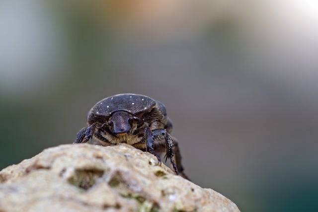 Comprehensive Guide to Roach Extermination: Tucson Homeowner’s Action Plan
