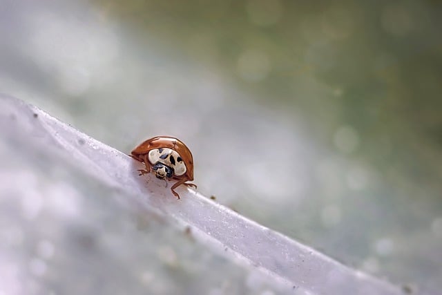 cockroach