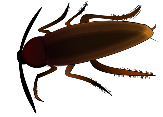 cockroach