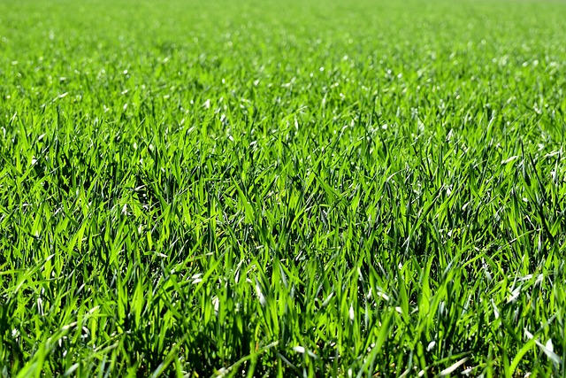 Lawn Care, Landscaping