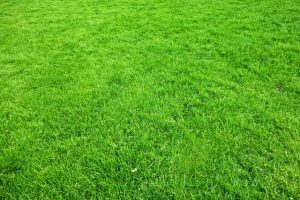 lawn-care-landscaping-640x480-60889779.jpeg
