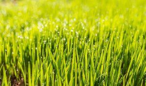 lawn-care-landscaping-640x480-68086622.jpeg