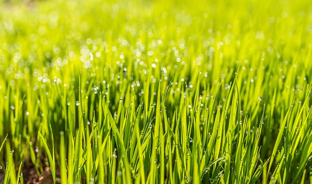 lawn-care-landscaping-640x480-68086622.jpeg