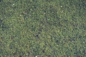 lawn-care-landscaping-640x480-69467483.jpeg