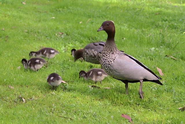 Lawn Care, Landscaping