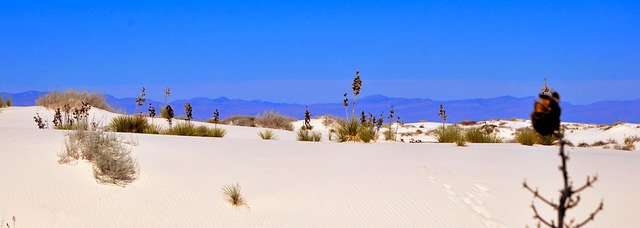New Mexico