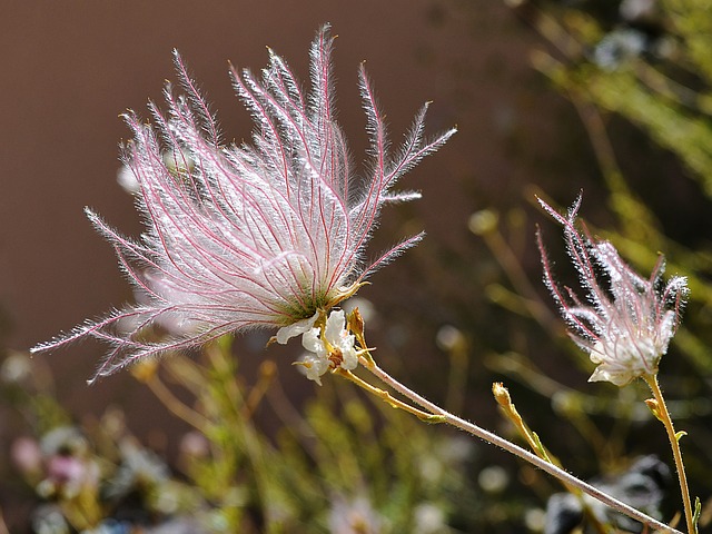 New Mexico