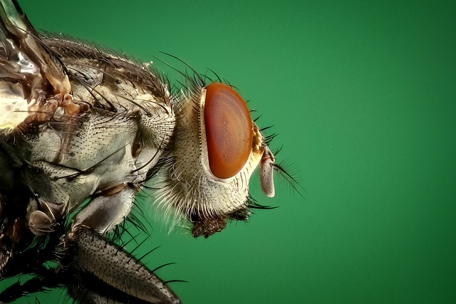 pest control