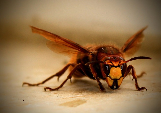 pest control