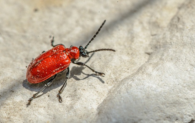 pest control