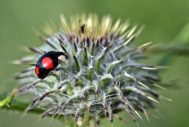 pest control
