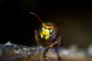 pest-control-640x480-59546356.jpeg