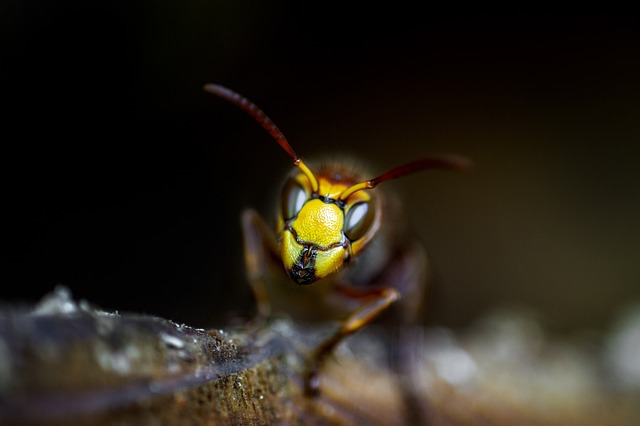 pest-control-640x480-59546356.jpeg