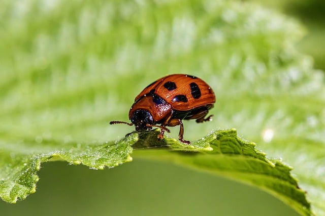 pest control