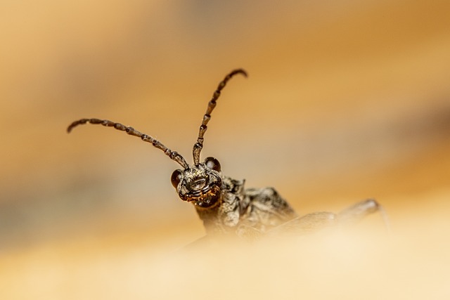 pest control