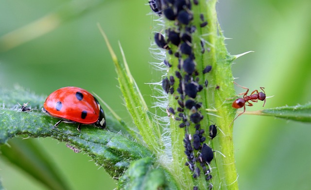 pest-control-640x480-70645719.jpeg