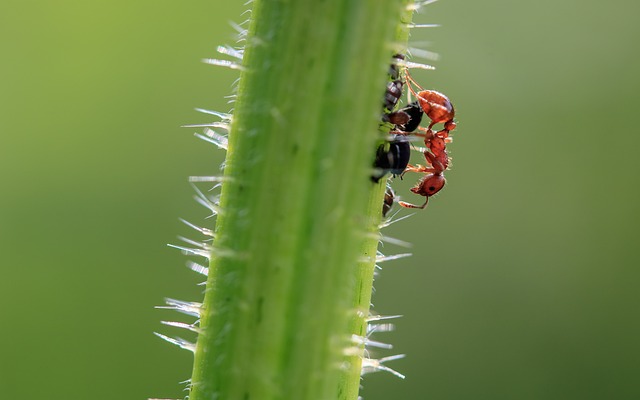 pest control
