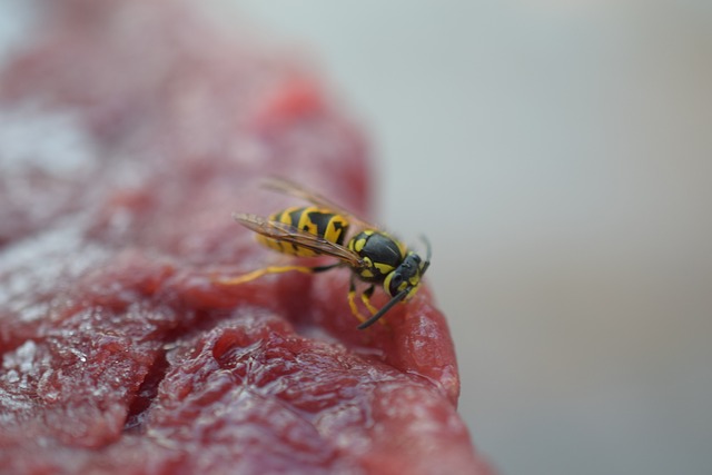 pest control