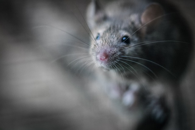 Seasonal Pest Alert: Marana-Tucson Pest Control Strategies