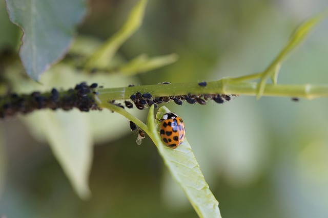 Pest Control, bugs, rodents