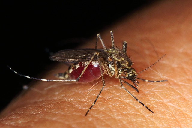 Pest Control, bugs, rodents