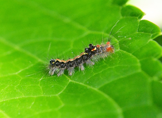 Pest Control, bugs, rodents