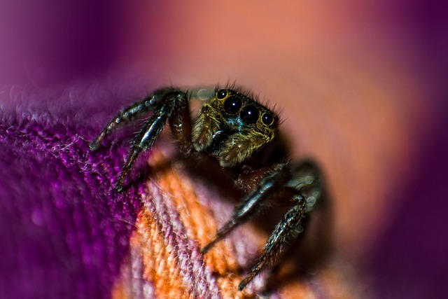 Customized Pest Control Strategies for Tailored Infestation Solutions