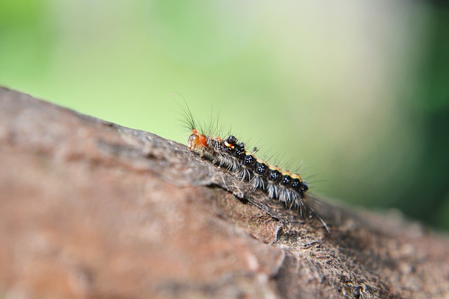 Pest Control, bugs, rodents