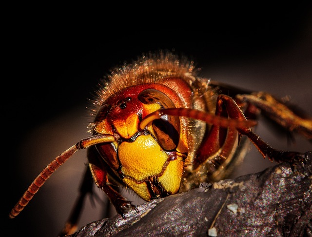 Pest Control, bugs, rodents
