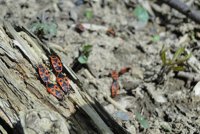 Pest Control, bugs, rodents