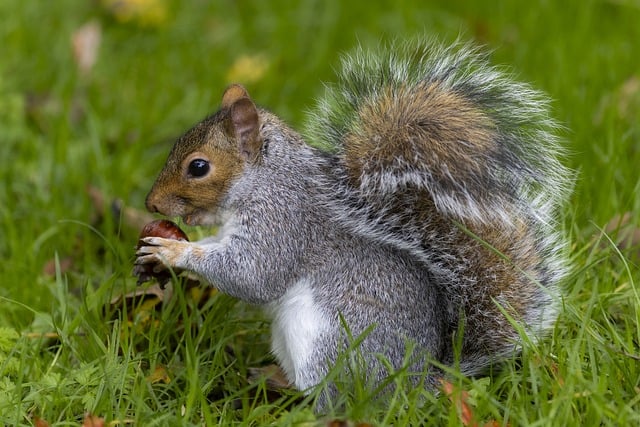 Pest Control, bugs, rodents
