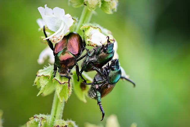 Pest Control, bugs, rodents