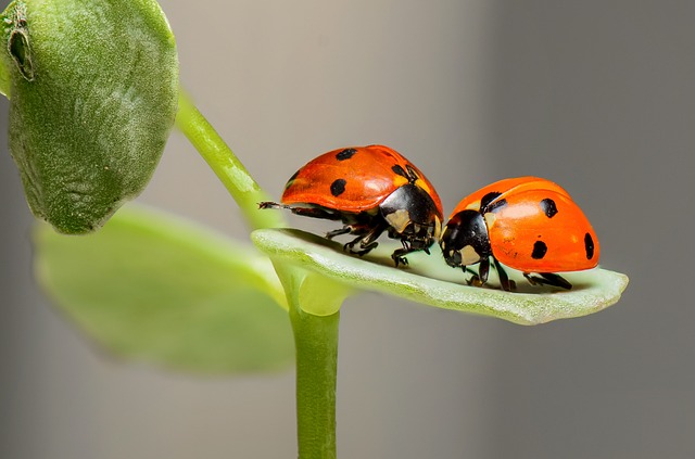 Pest Control, bugs, rodents