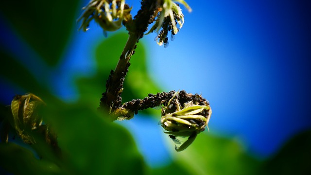 Pest Control, Tucson
