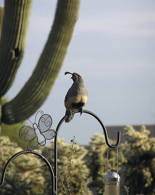 Pest Control, Tucson