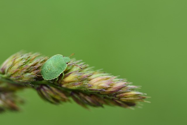 Pest Control, Tucson
