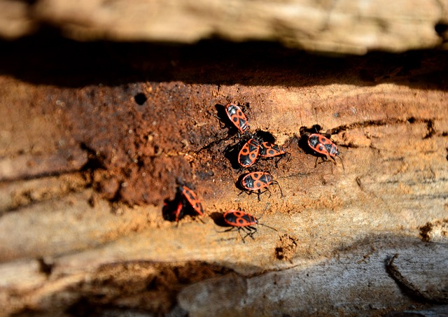 Pest Control, Tucson